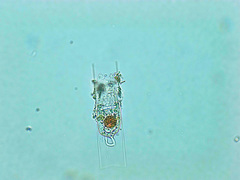 Eutintinnus