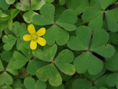 Oxalis thompsoniae