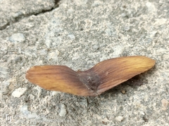 Terminalia calamansanai