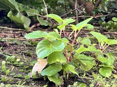 Begonia semperflorens-cultorum
