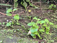 Begonia semperflorens-cultorum