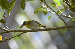 Zosterops maderaspatanus