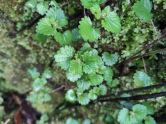 Nanocnide lobata
