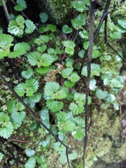 Nanocnide lobata
