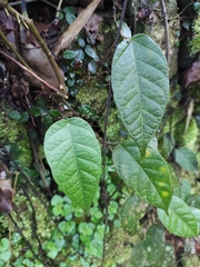 Ficus sarmentosa henryi