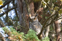 Bubo virginianus virginianus