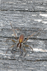 Trabeops aurantiacus