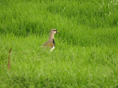 Vanellus chilensis