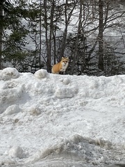 Vulpes vulpes rubricosa