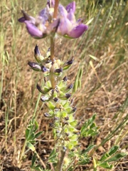 Lupinus microcarpus microcarpus