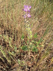 Lupinus microcarpus microcarpus