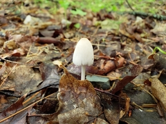 Coprinellus xanthothrix