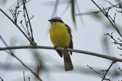 Myiozetetes similis