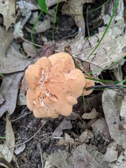 Hydnum subtilior