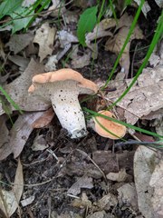 Hydnum subtilior