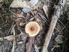Inocybe splendens