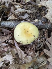 Russula ochroleucoides