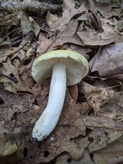 Russula ochroleucoides