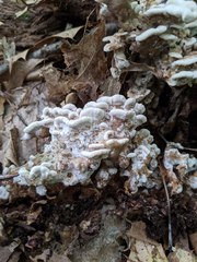 Thelephora americana