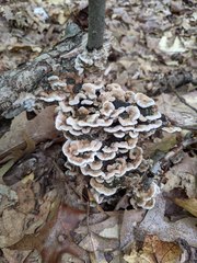 Thelephora americana