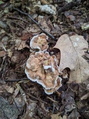 Thelephora americana