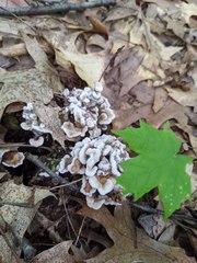 Thelephora americana