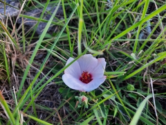 Pavonia cymbalaria