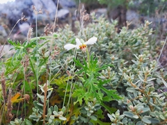 Blumenbachia insignis