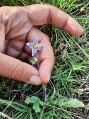 Solanum commersonii