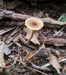 Inocybe splendens