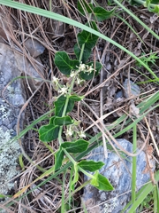 Oxypetalum tomentosum