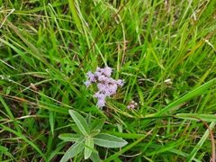 Chromolaena hirsuta