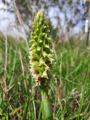Skeptrostachys paraguayensis