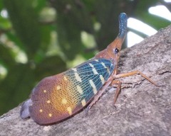 Pyrops gunjii