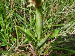 Skeptrostachys paraguayensis