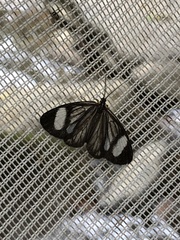 Dioptinae
