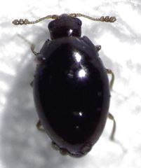 Ephistemus globulus
