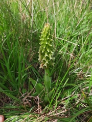 Skeptrostachys paraguayensis