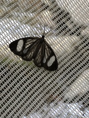 Dioptinae