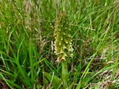 Skeptrostachys paraguayensis