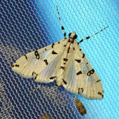 Conchylodes diphteralis