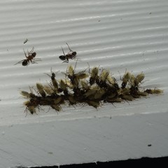 Camponotus inaequalis