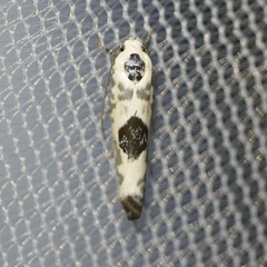 Ethmia submissa