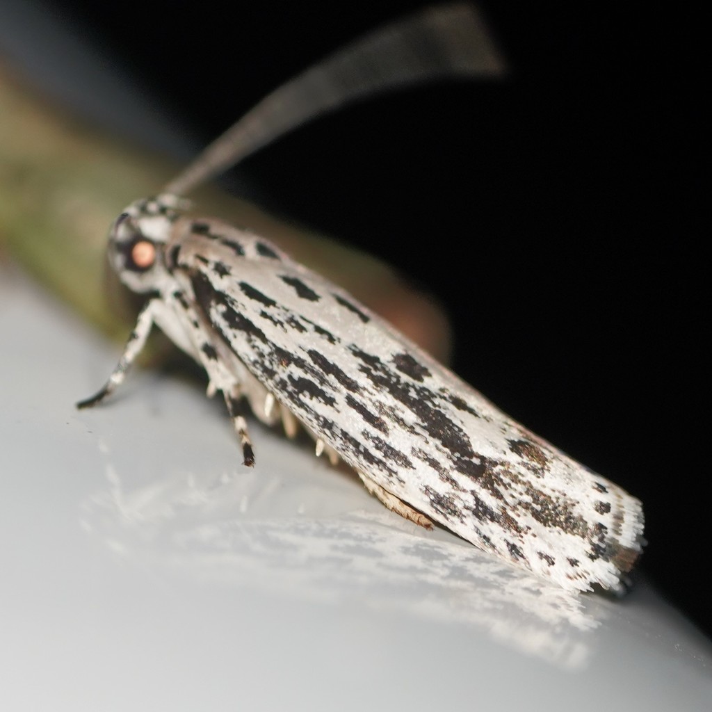 Ethmia confusella group