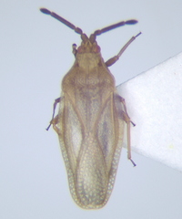 Catoplatus distinctus