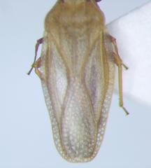 Catoplatus distinctus