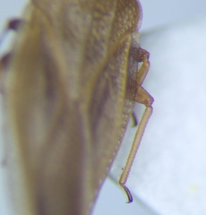Catoplatus distinctus