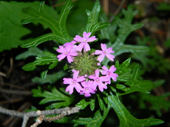 Glandularia chiricahensis