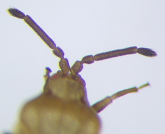 Catoplatus distinctus