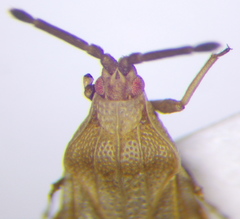 Catoplatus distinctus